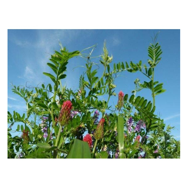 DSV TerraLife® Landsberger Gemenge Organic