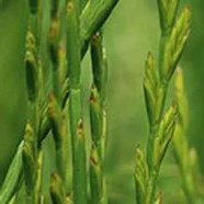 Deutsches-Weidelgras in Saatgut für Hühnerauslauf Deutsches-Weidelgras