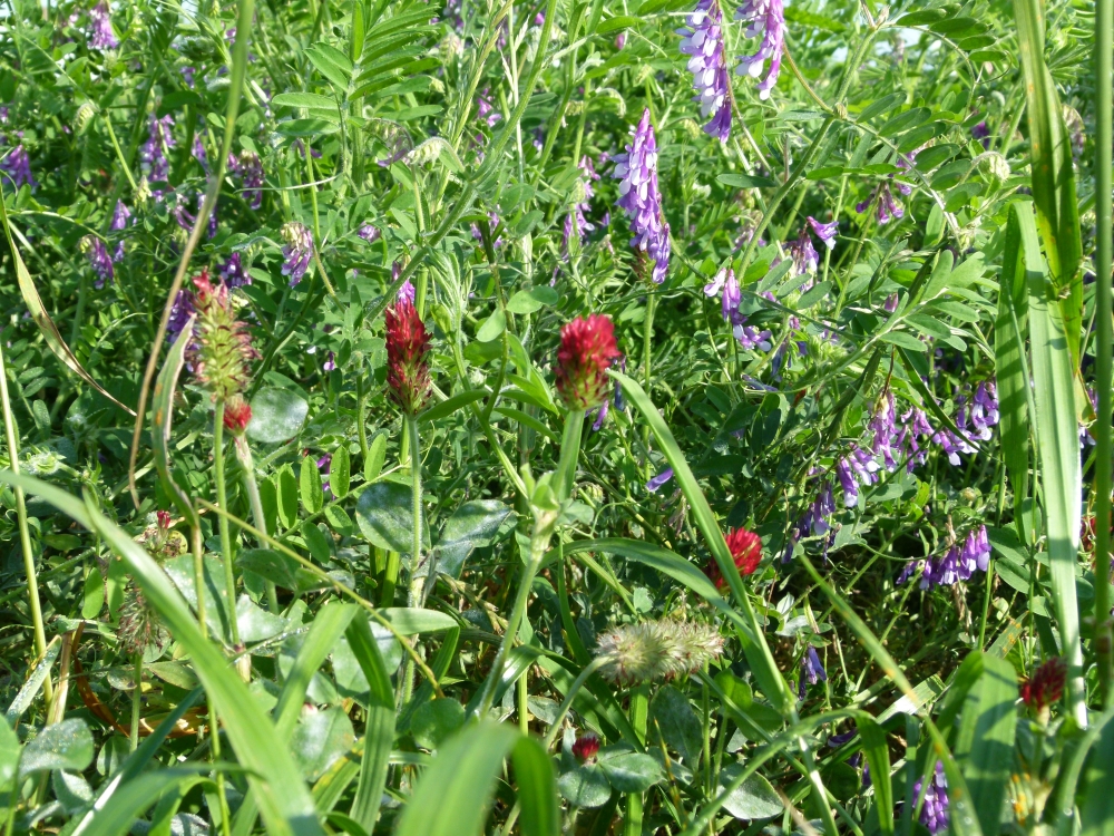 DSV TERRALIFE® Landsberger Gemenge