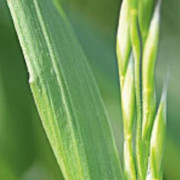 Rohrschwingel in in Saatgut für Hühnerauslauf Rohrschwingel