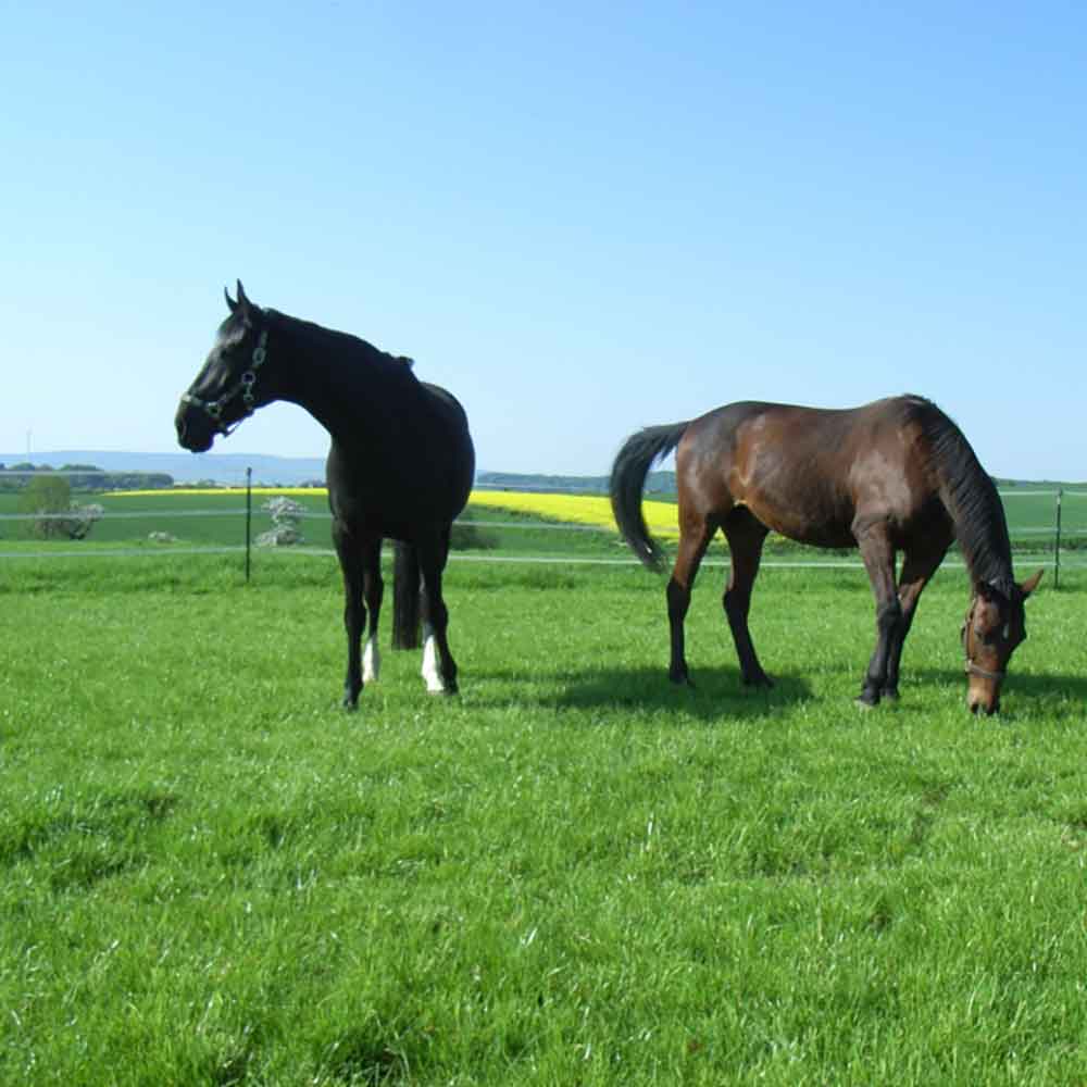 Country Horse 2122