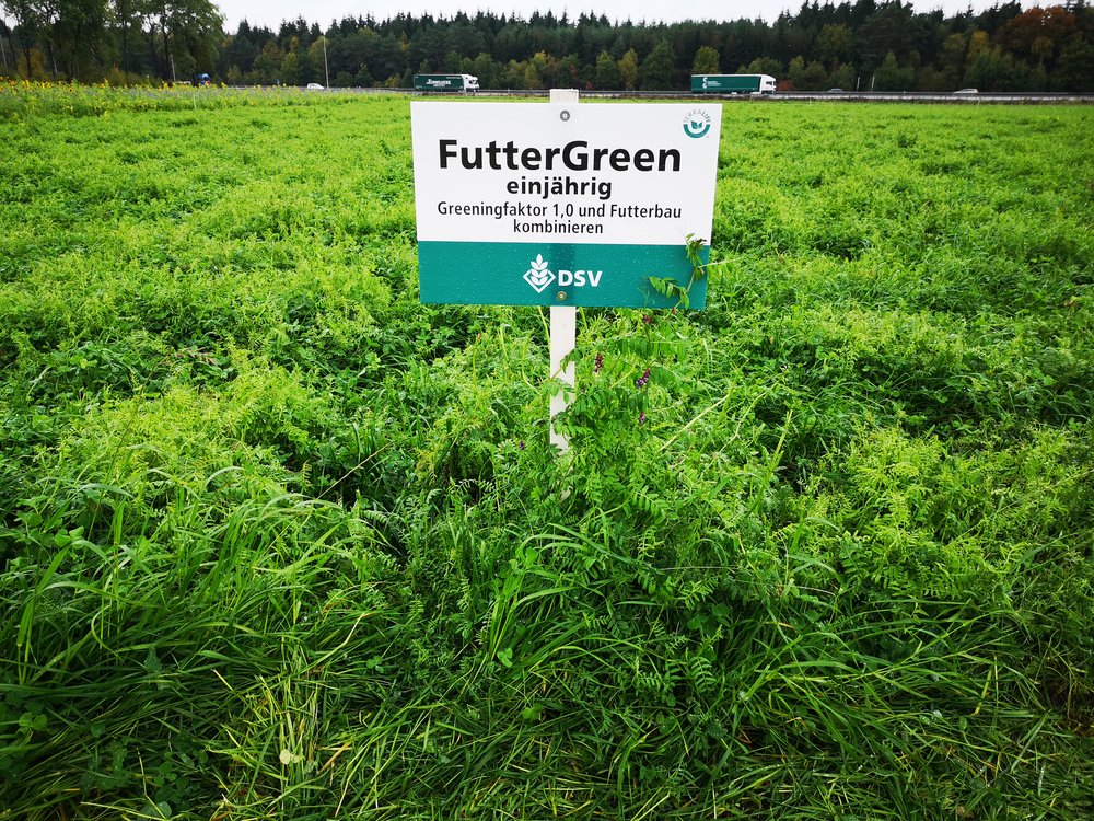 DSV TerraLife Futtergreen einjährig