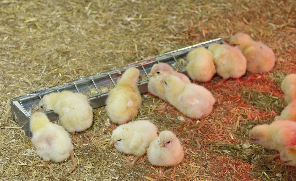 Kükentrog verzinkt, 50 cm  Futtertrog für Küken