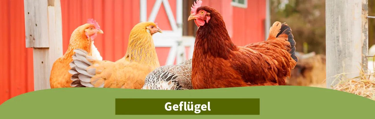 ELW Hobbyfarming Titelbilder Geflügel ELW Hobbyfarming Titelbilder Geflügel